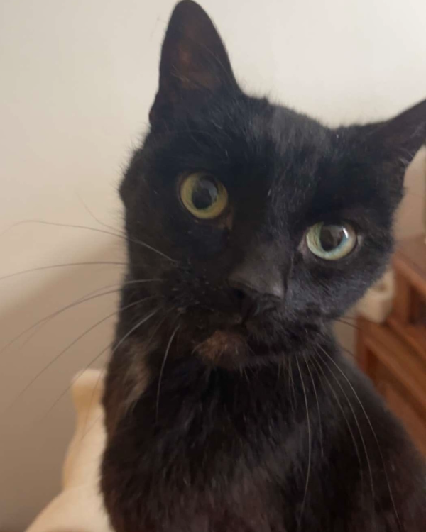 Missing Cat - Den Haag