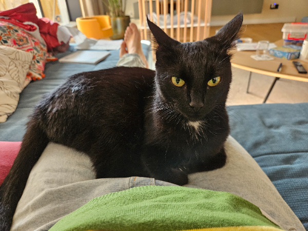 Found Cat - buurt Veldhuizen