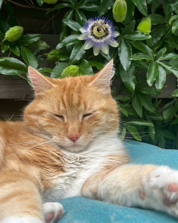 Missing Cat - Utrecht