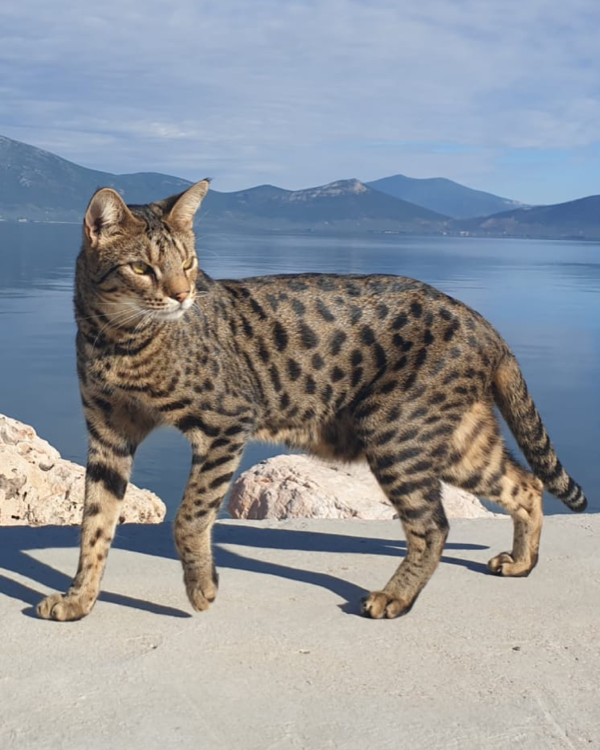 Missing Cat - Vouliagmeni