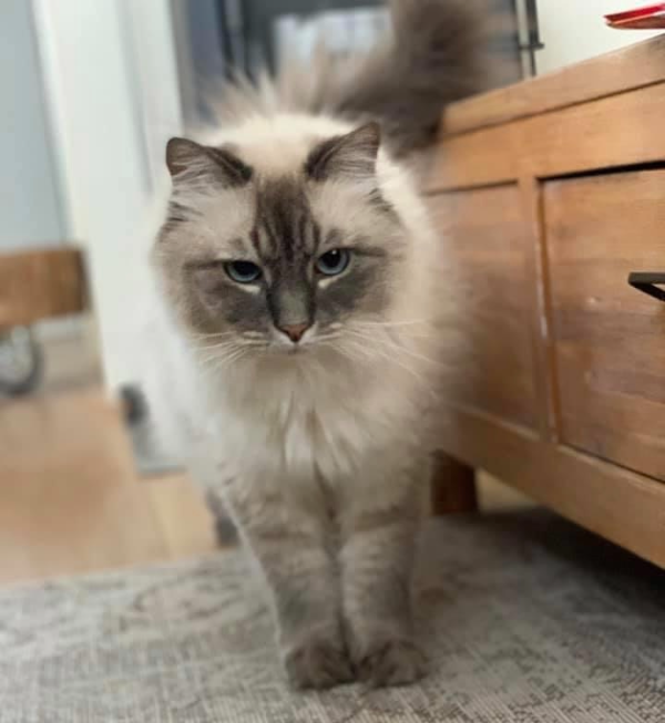 Missing Cat - Unknown