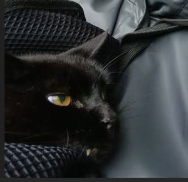 Missing Cat - Utrecht