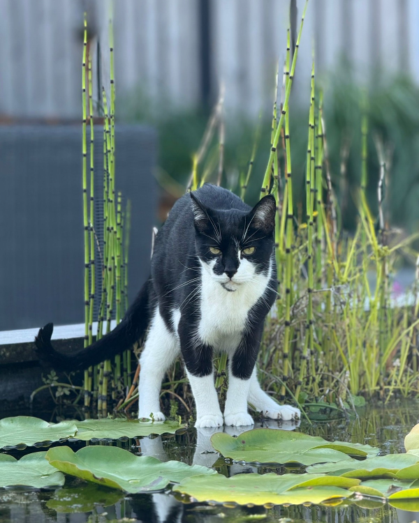 Found Cat - Kruiningen