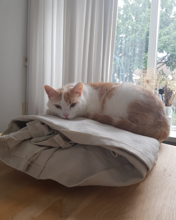 Missing Cat - Zwolle