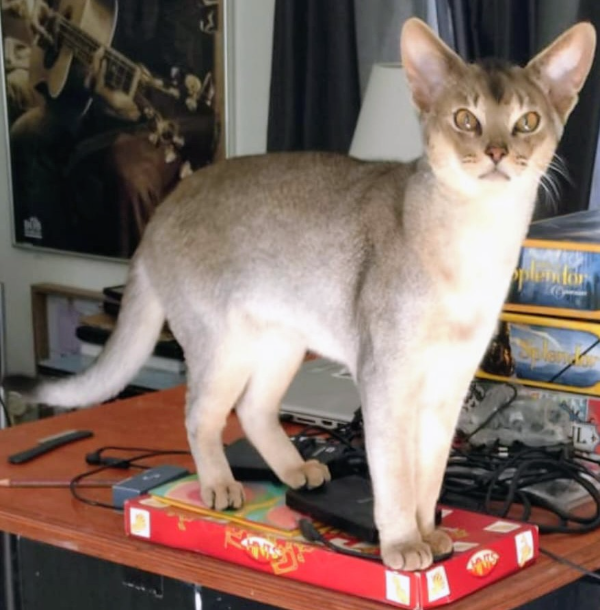 Found Cat - Maarssen