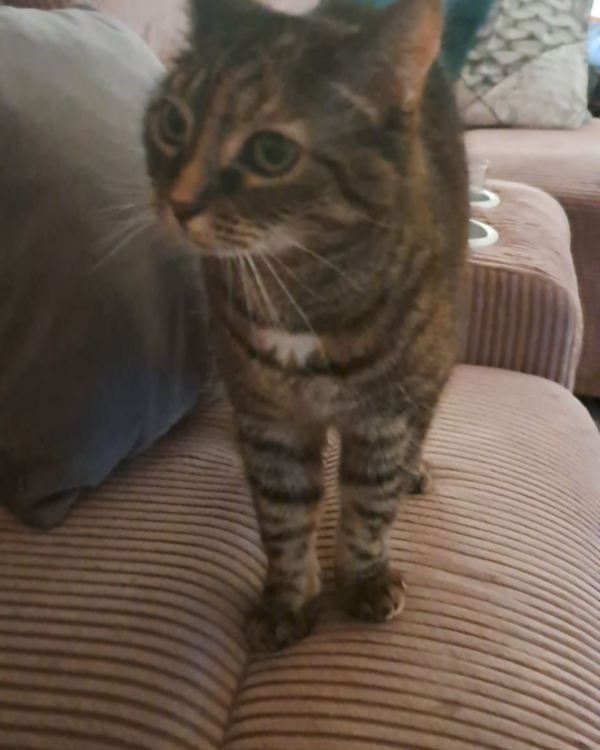 Missing Cat - Voorhout