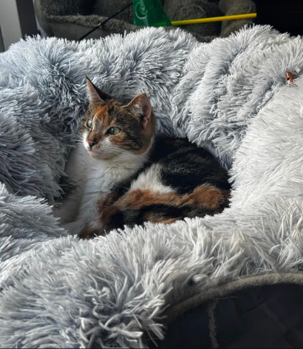 Found Cat - Enkhuizen