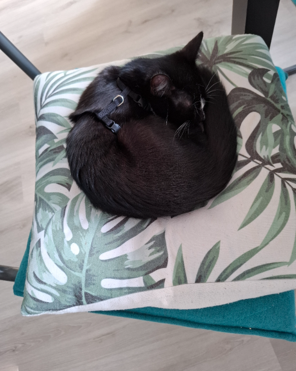 Missing Cat - Purmerend