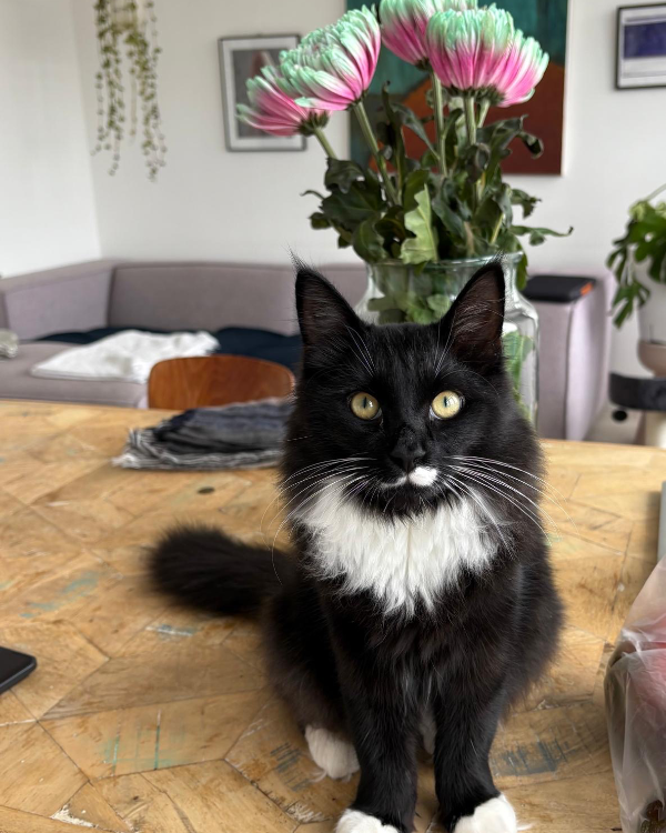 Found Cat - Amsterdam