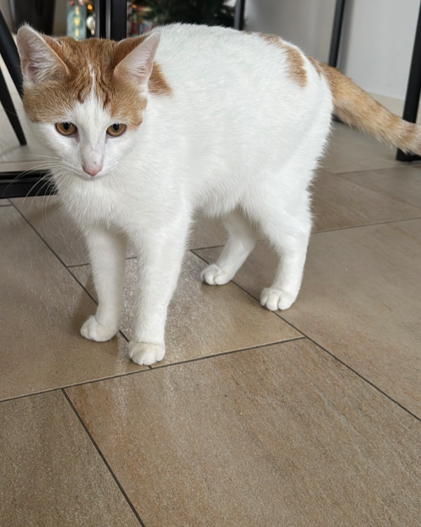Found Cat - Purmerend