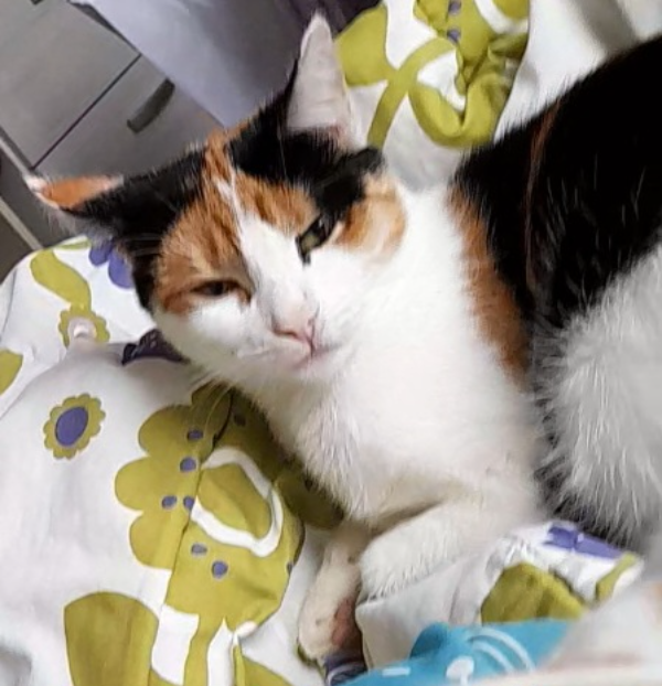 Missing Cat - Warnsveld