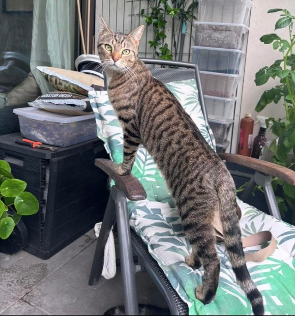 Found Cat - Amsterdam