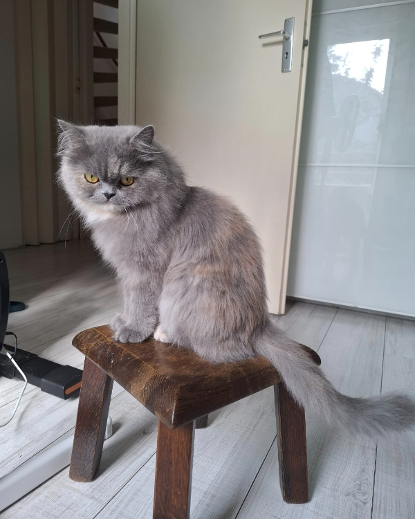 Missing Cat - Amersfoort