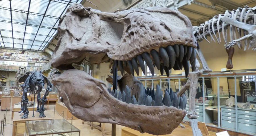 NC Museum of Natural Sciences, STEM, Raleigh