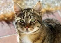 ප්‍රවේගය backdrop