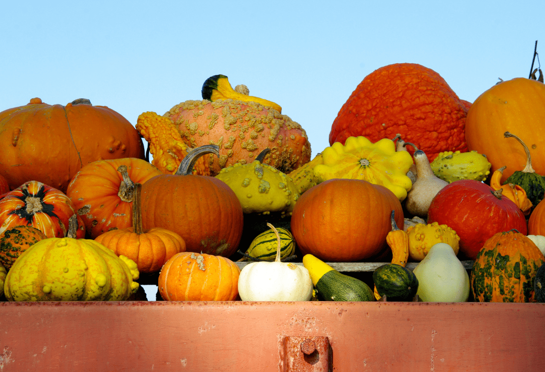 A colourful assortment of pumpkins and gourds on display, representing the fresh produce sector, which faces rising costs and import challenges under new Brexit regulations. 