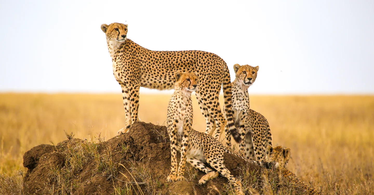 Cheetah with cubs in Tanzania