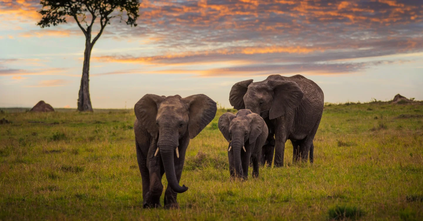 Elephants with calf in Tanzania