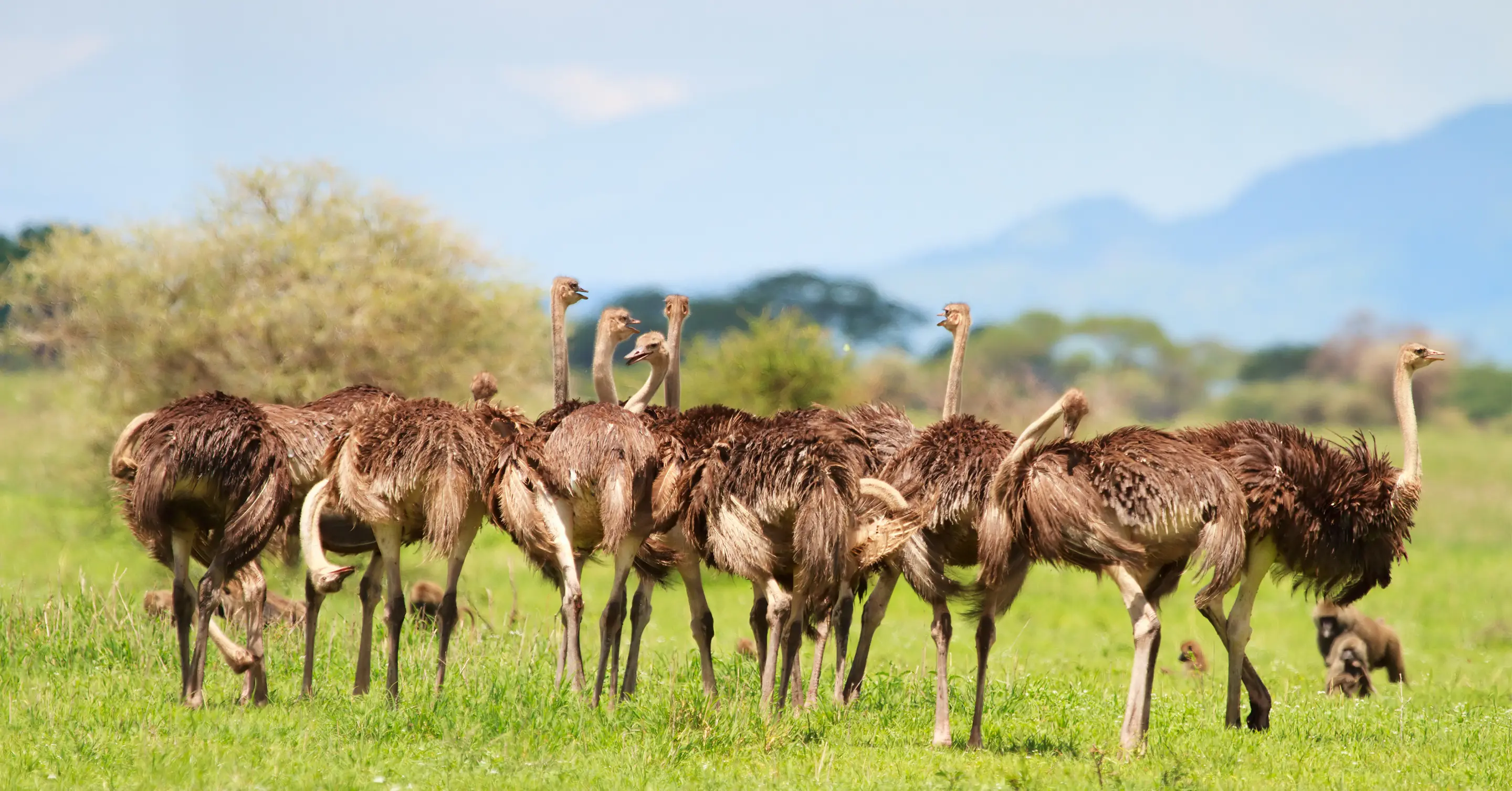 Ostriches in Tanzania savannah