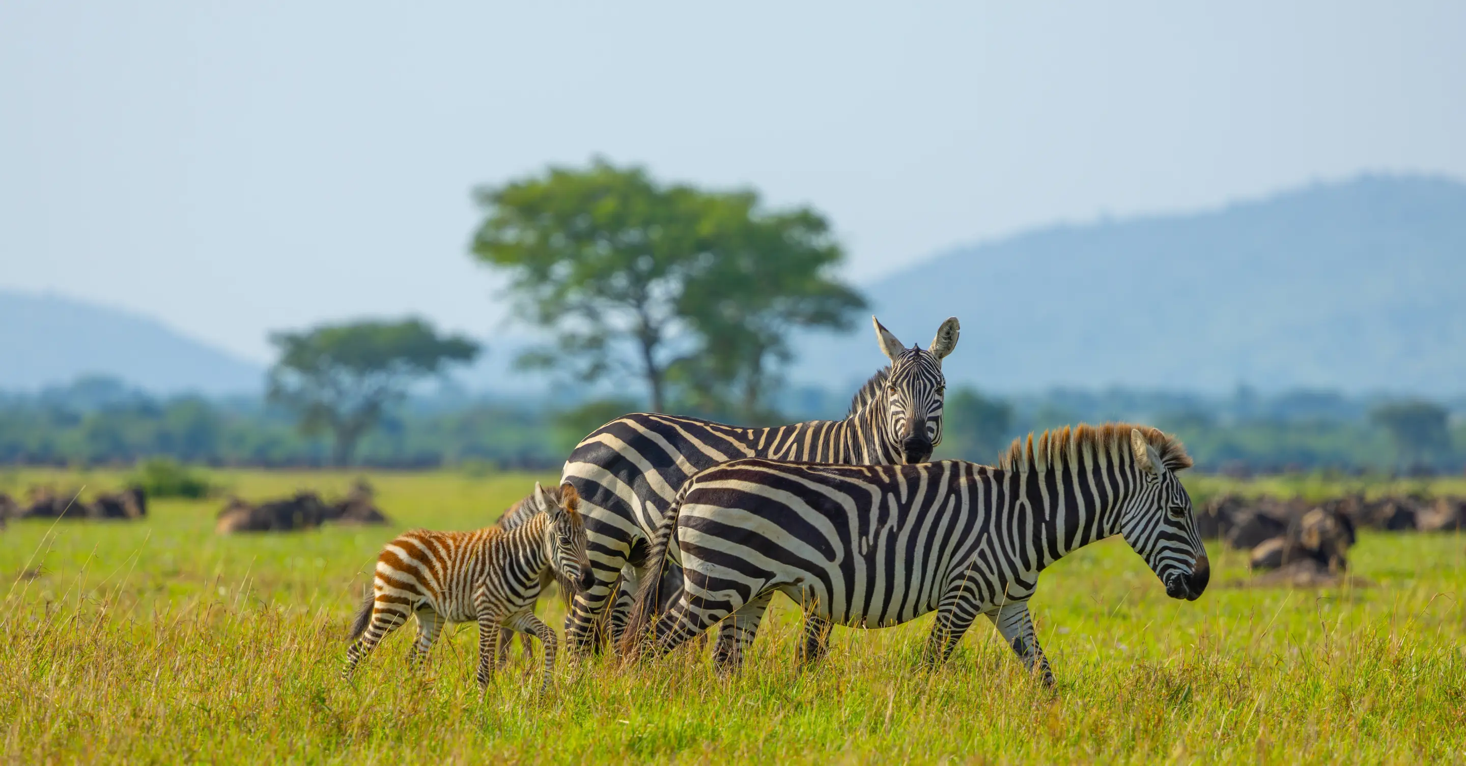 Zebras in Tanzania savannah