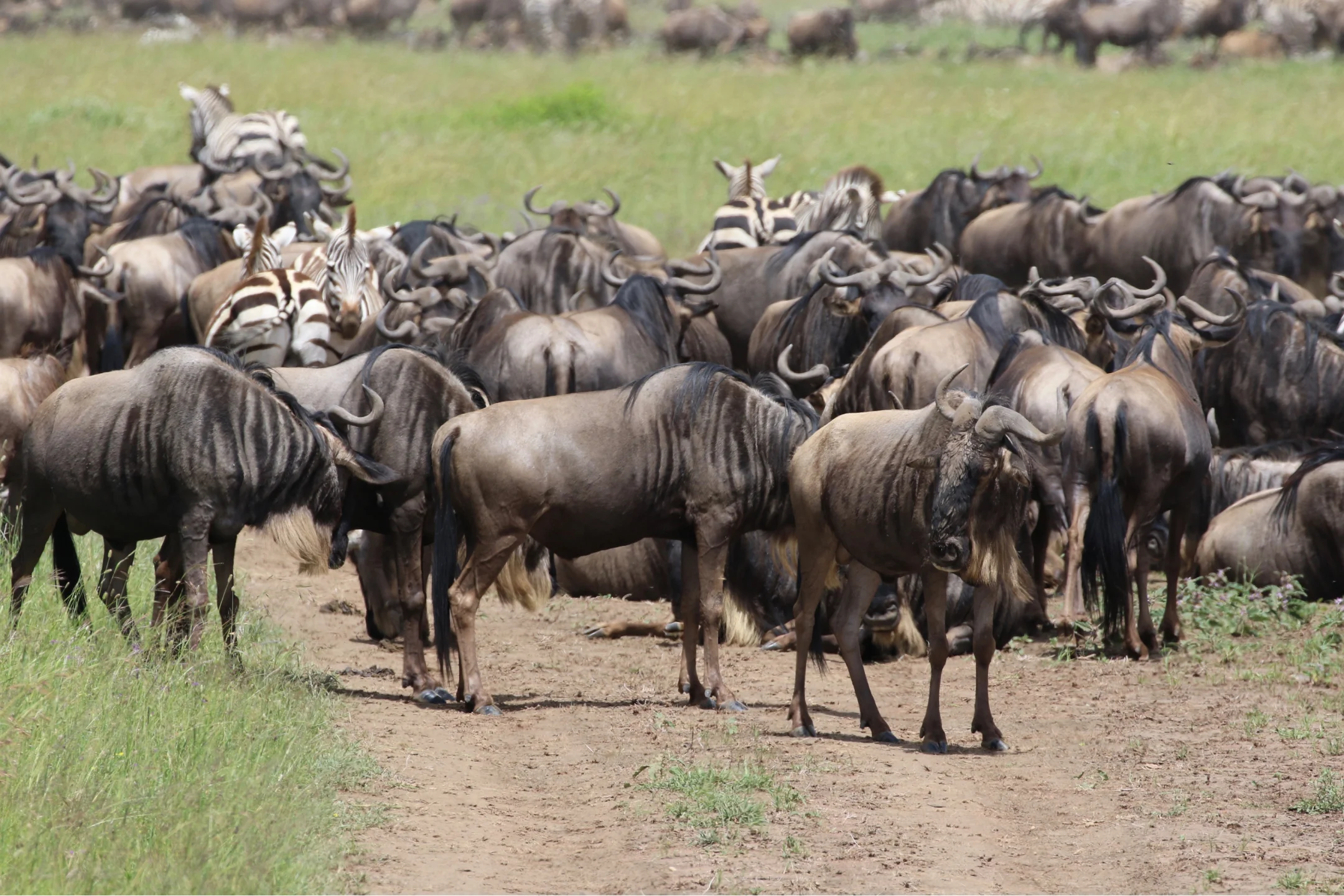 Wildebeest herd in Tanzania