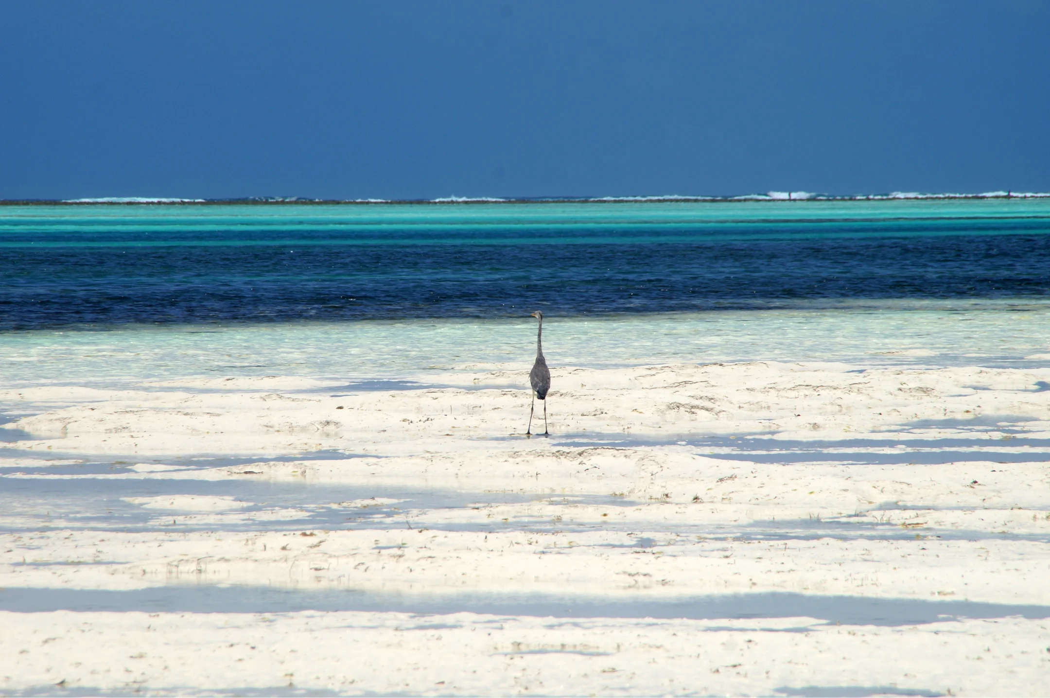 Bird on Zanzibar white sand beach