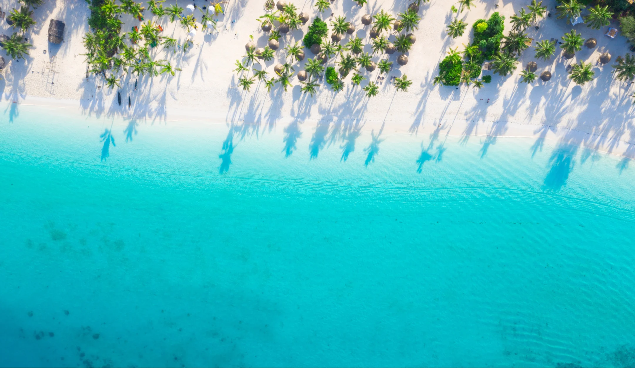 Palm trees along Zanzibar coastline