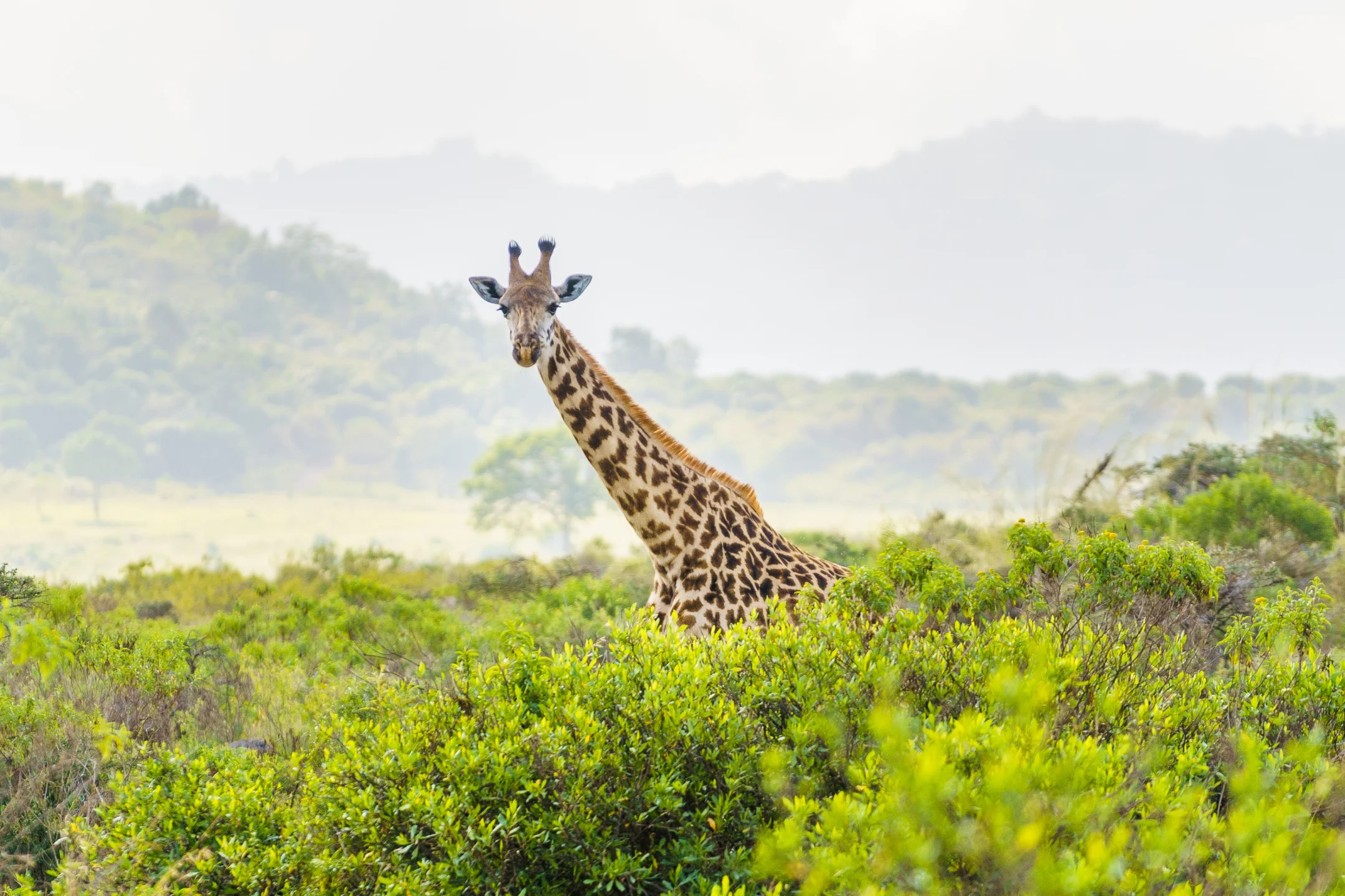 Giraffe in the Tanzania savannah