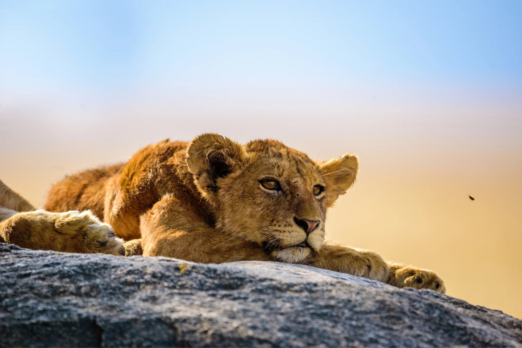 Lion cub resting on a rock in Tanzania