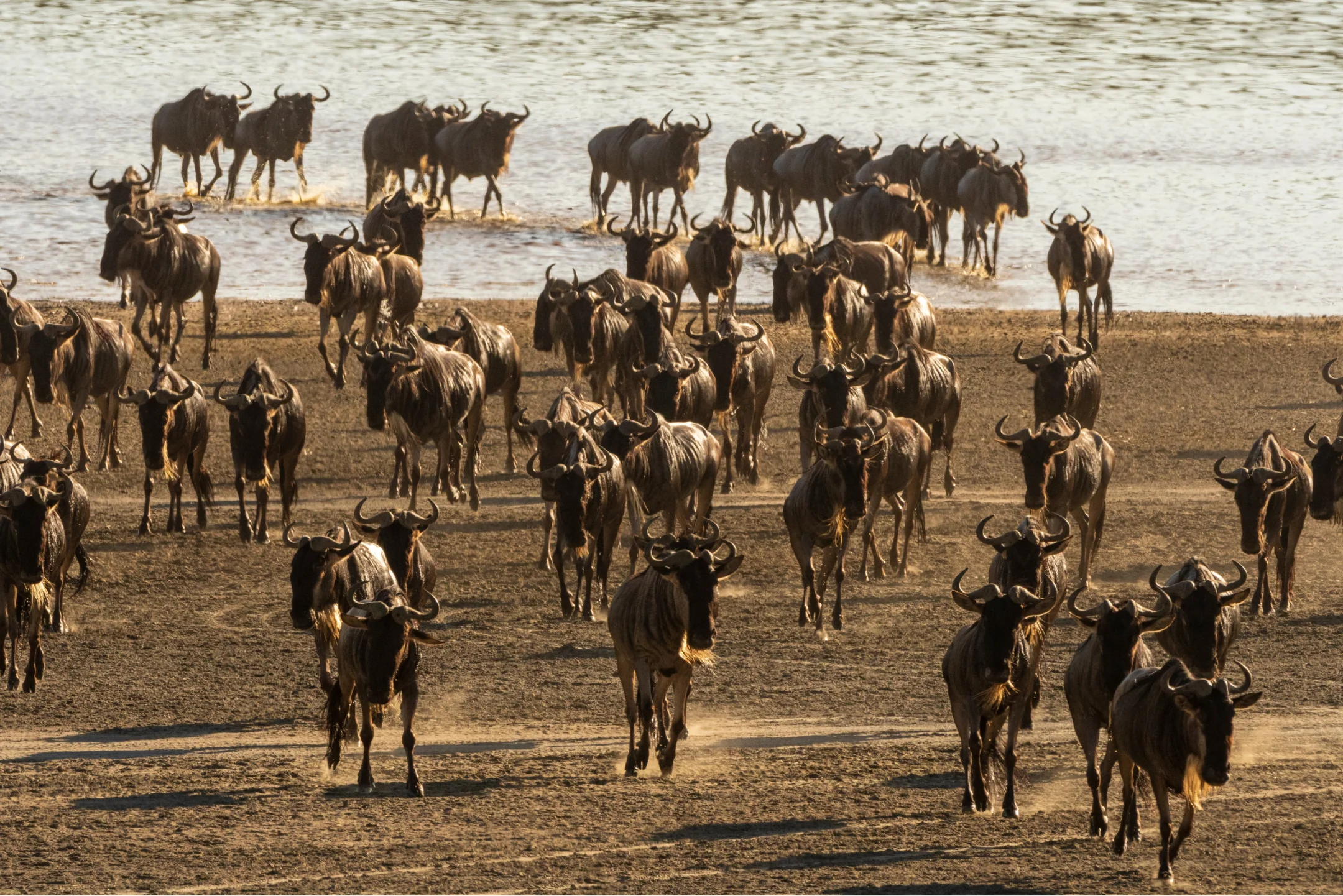 Wildebeest crossing river in Serengeti