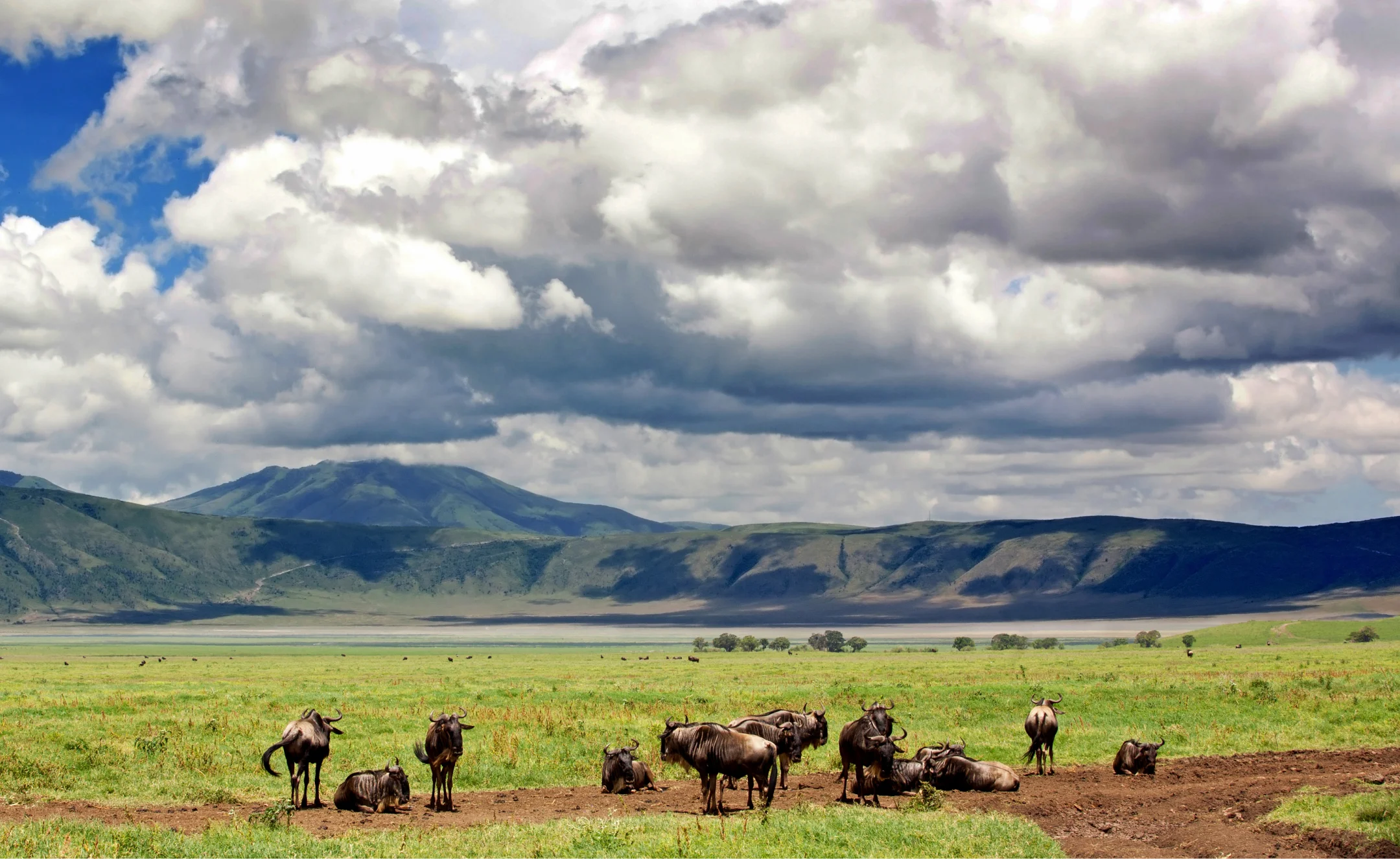 Wildebeest in Ngorongoro Crater