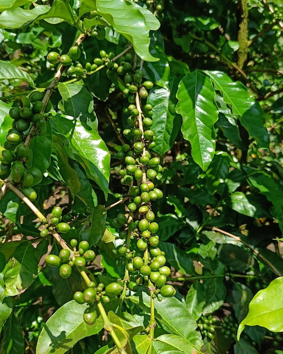 Burka Coffee Estate