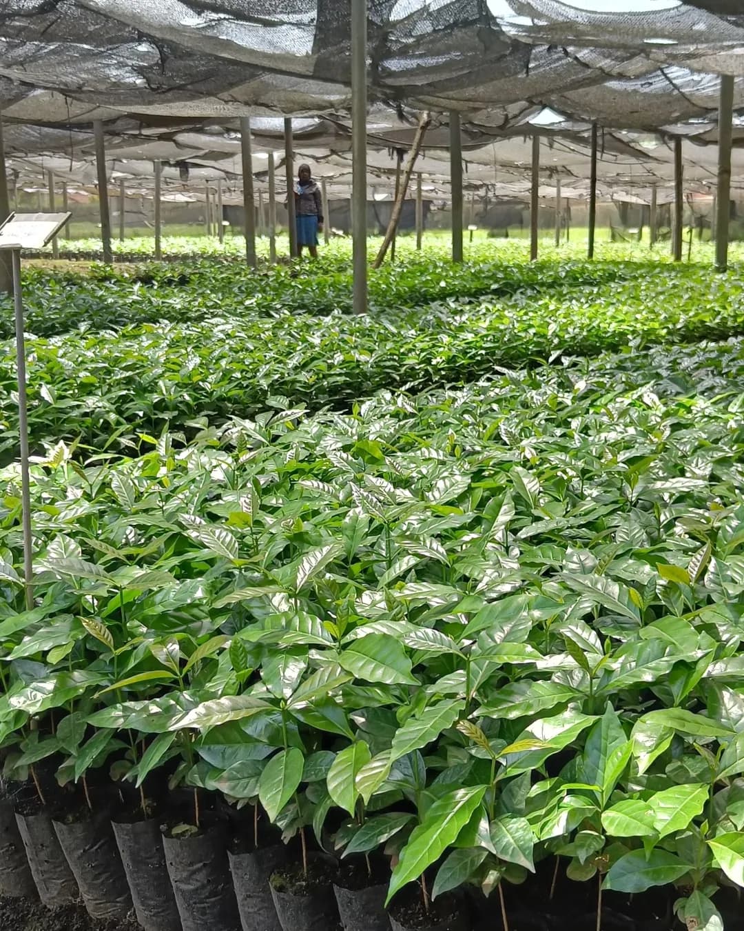Burka Coffee Estate 2