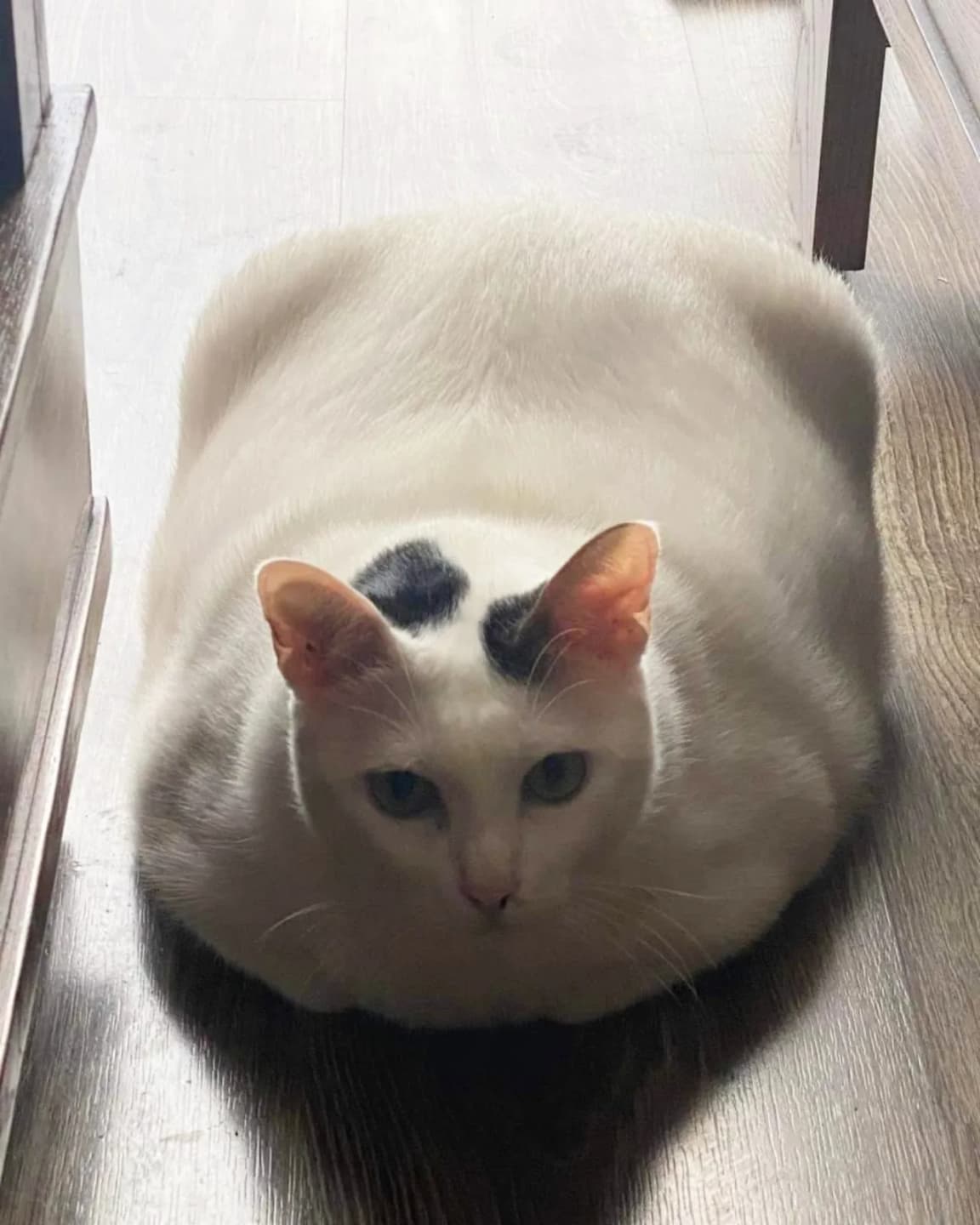Loaf of bread