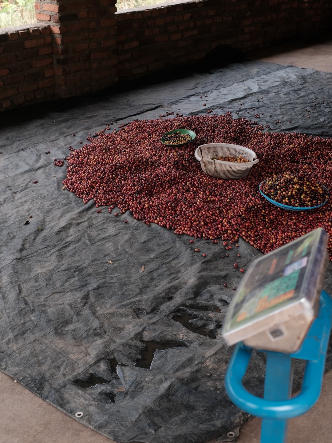 Rwanda Coffee Trip 4