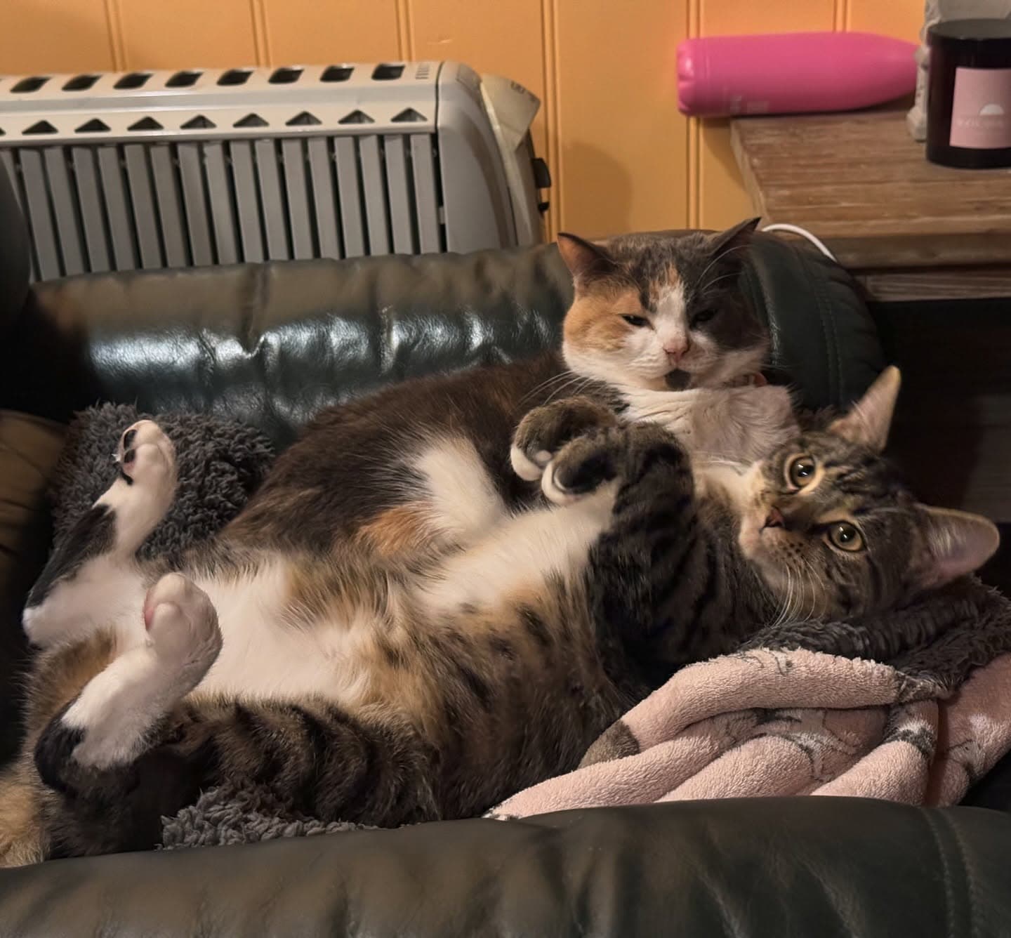 Sisterly love 🫧🐈