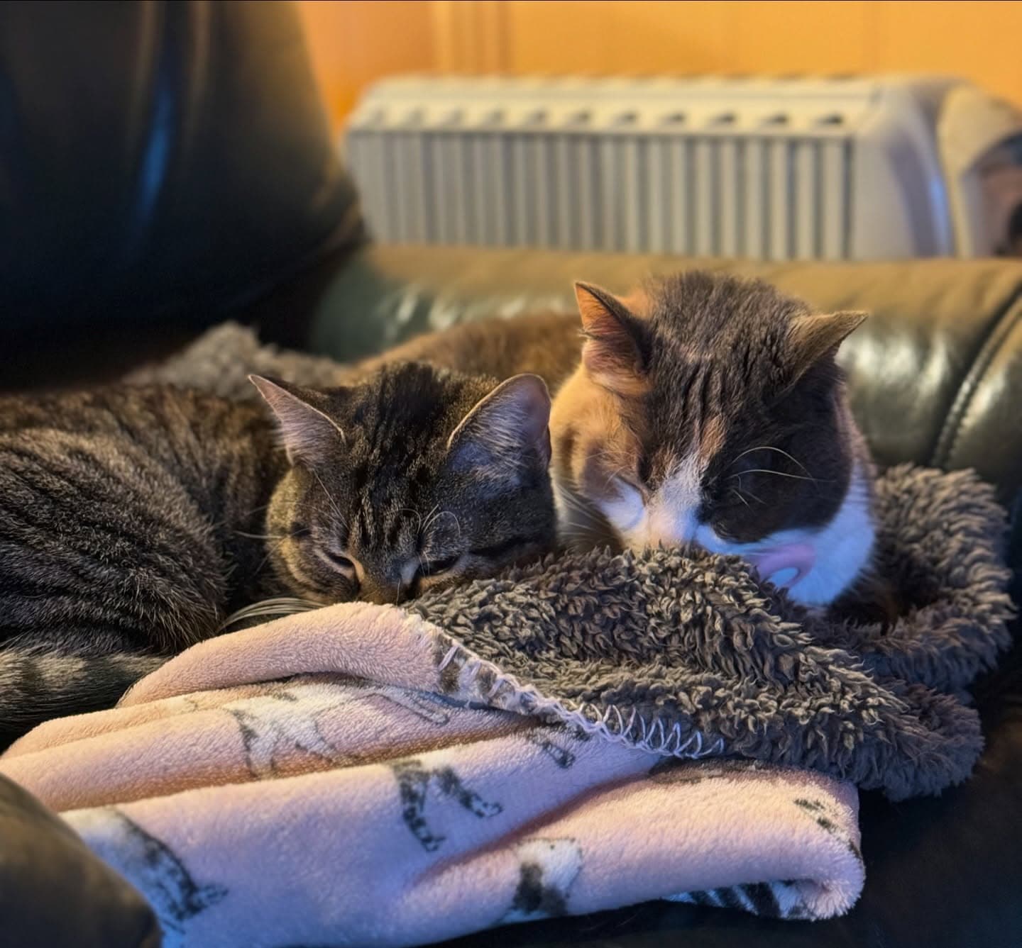 Sisterly love 🫧🐈 2