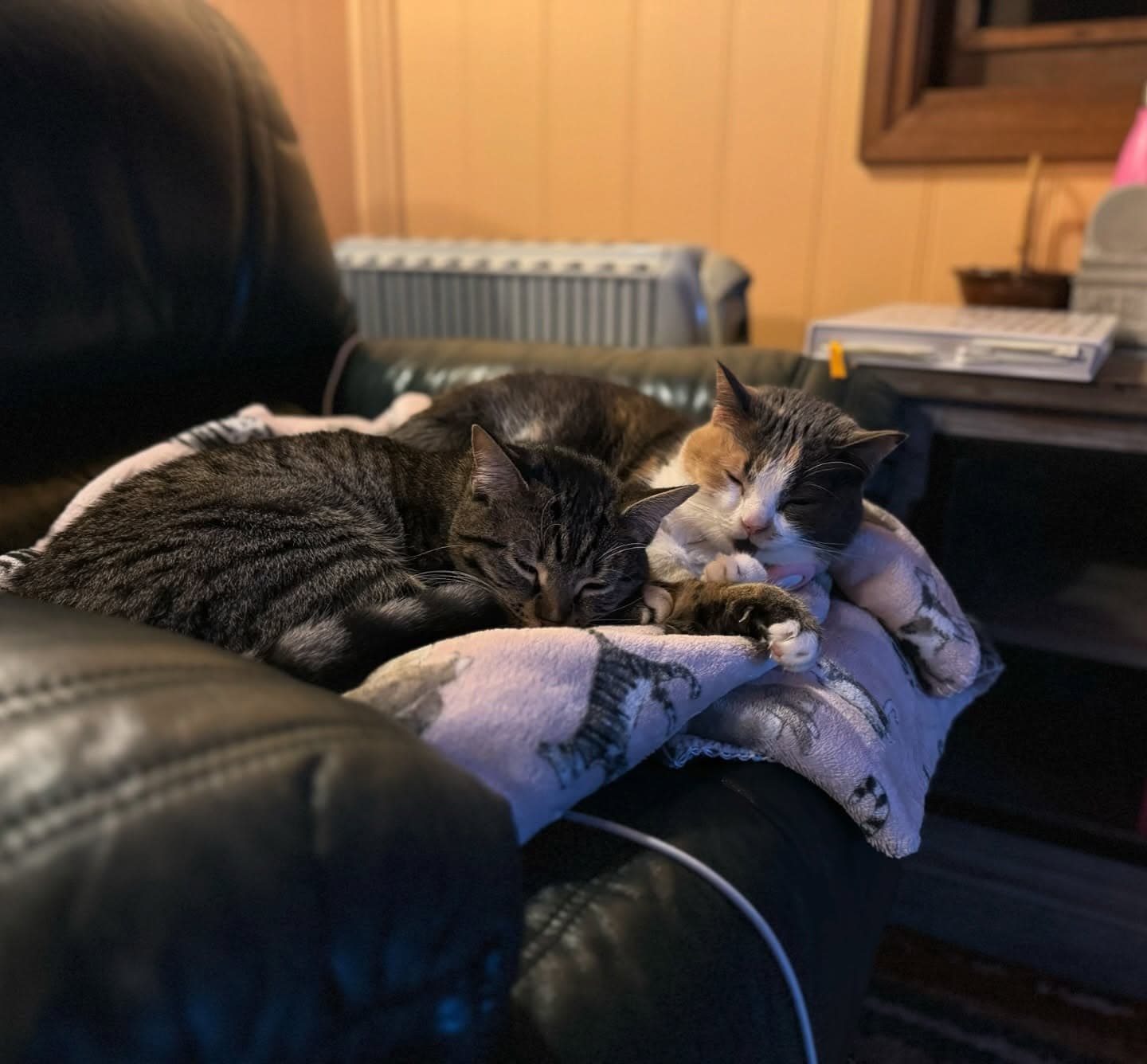 Sisterly love 🫧🐈 3