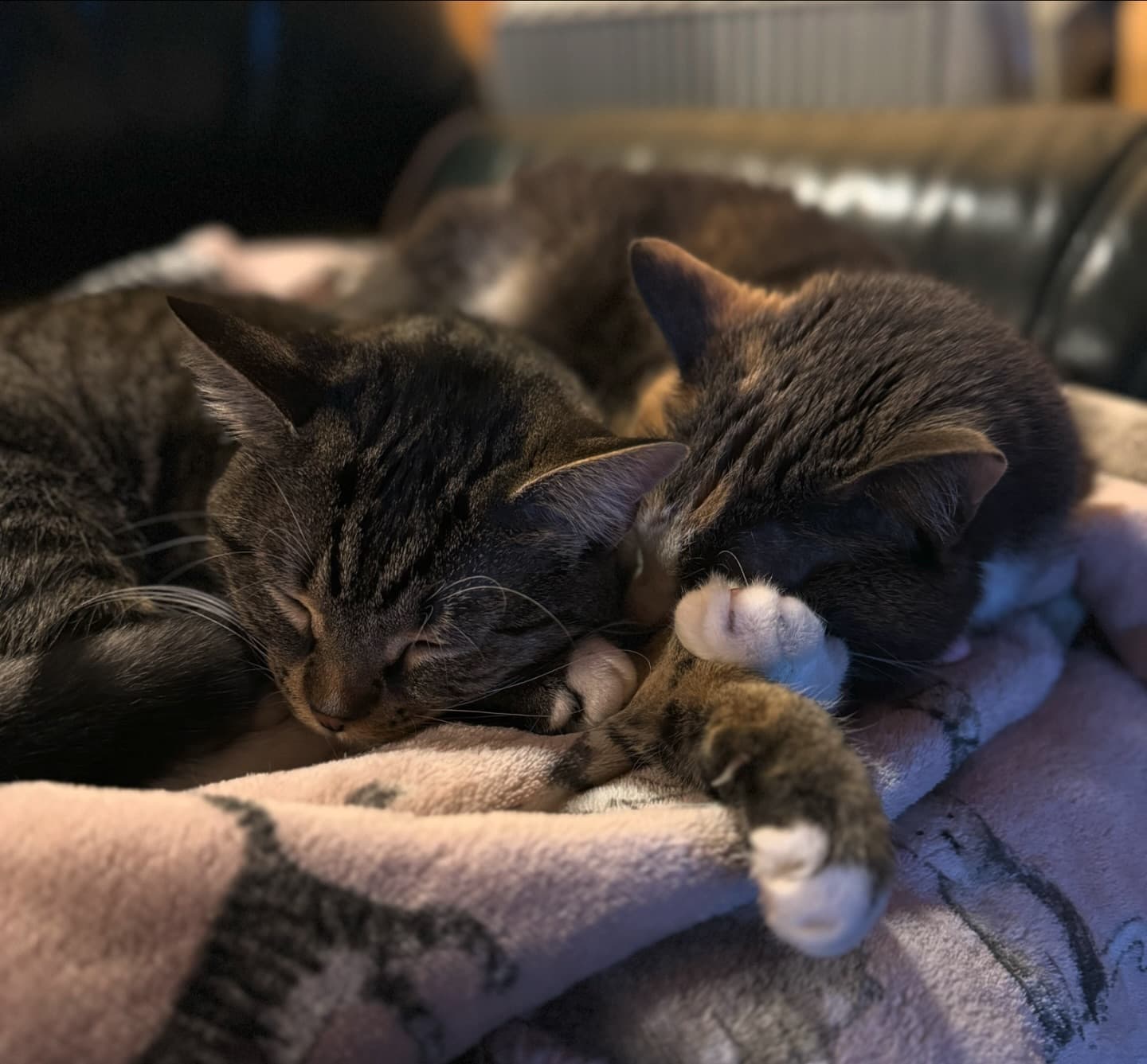 Sisterly love 🫧🐈 4