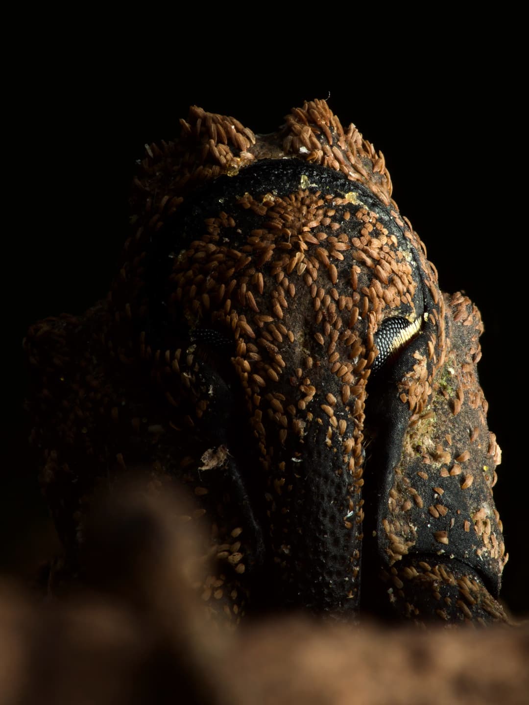 My Weevil Log Discovery