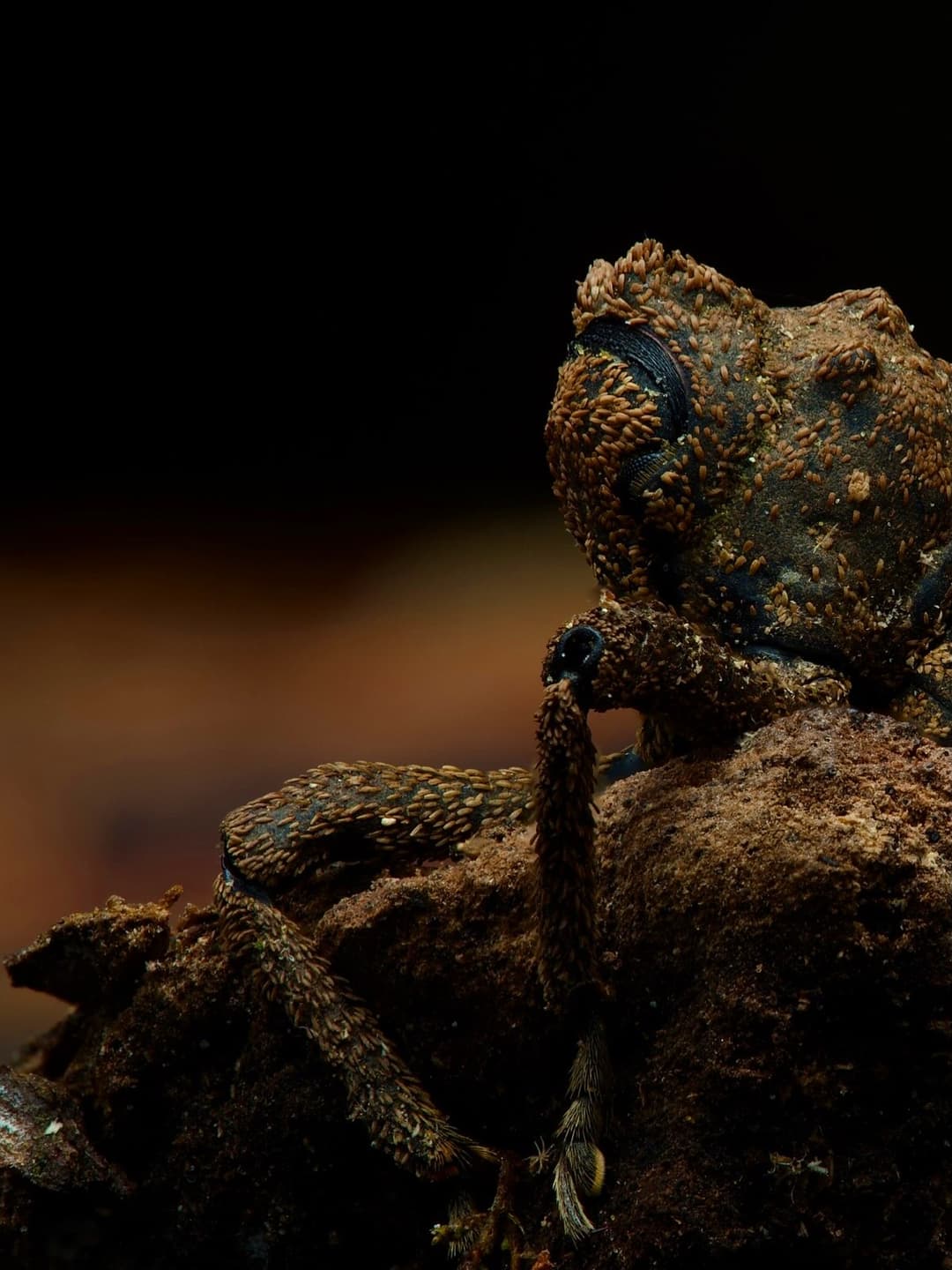 My Weevil Log Discovery 2