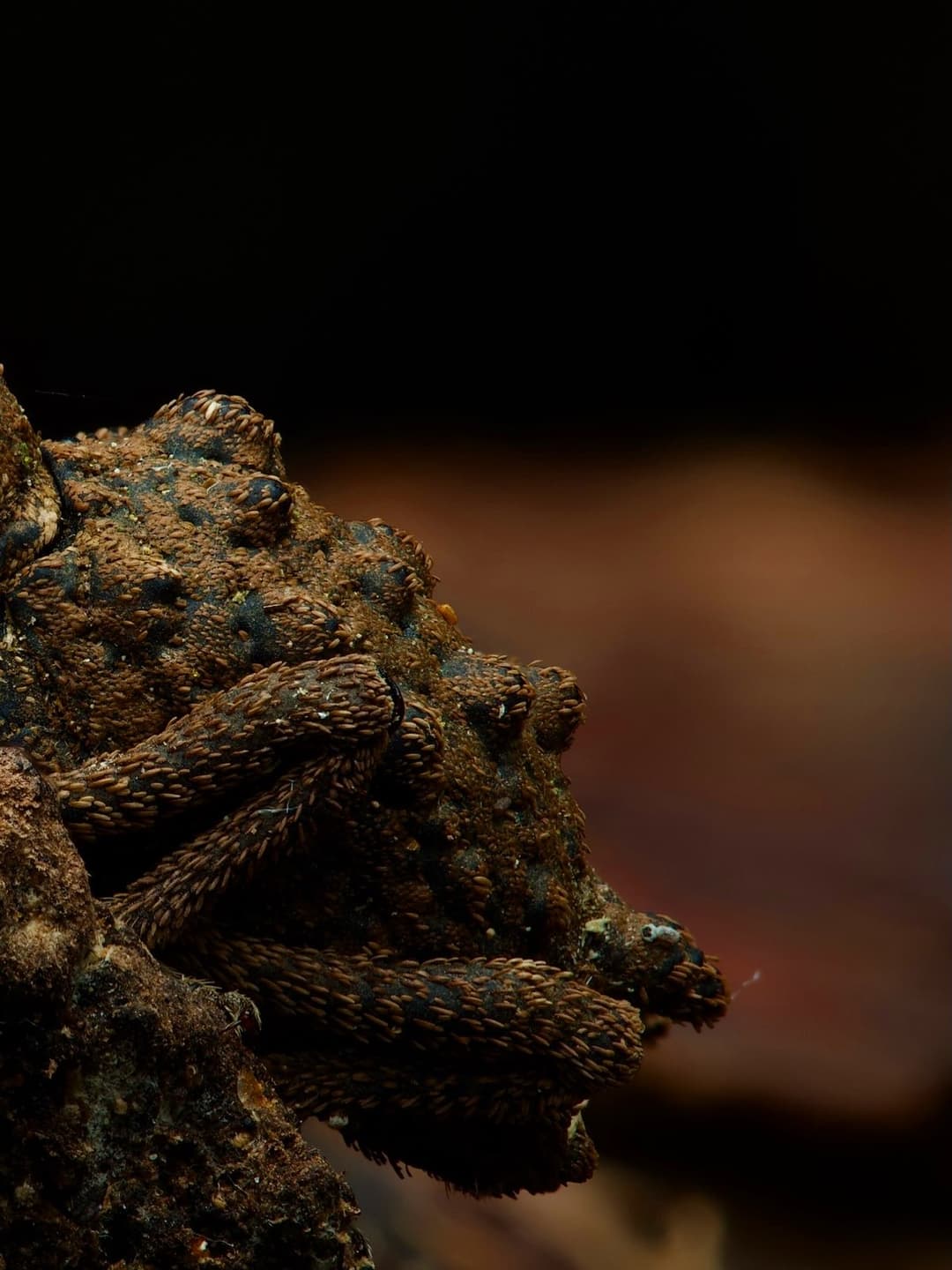 My Weevil Log Discovery 3