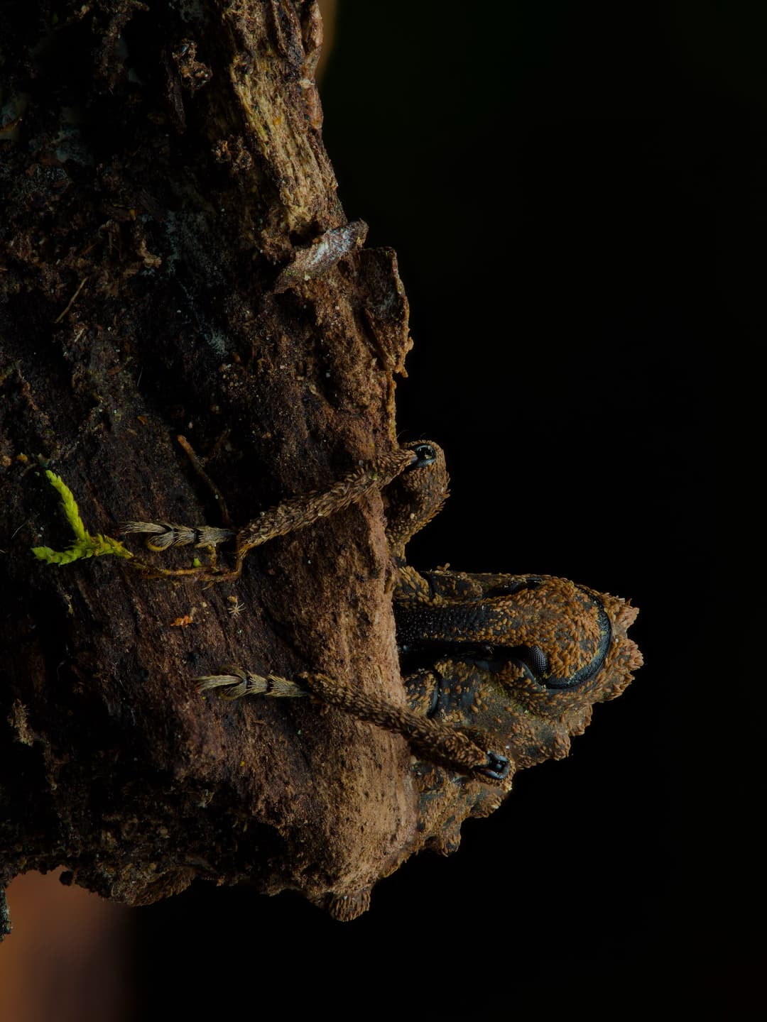 My Weevil Log Discovery 4