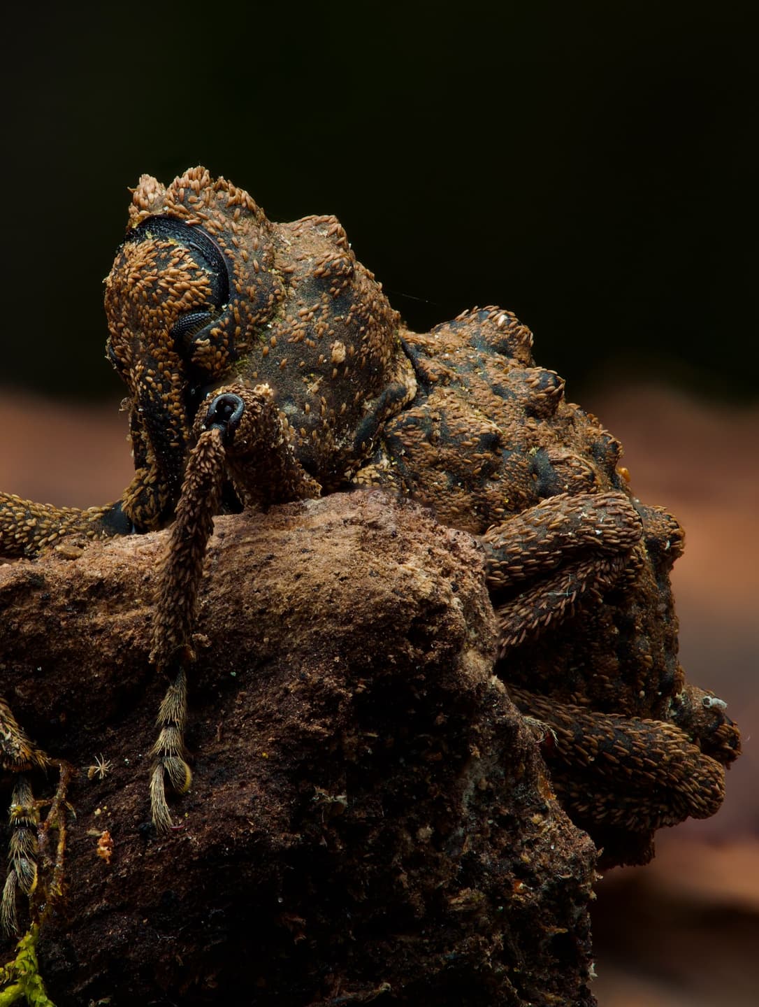 My Weevil Log Discovery 5