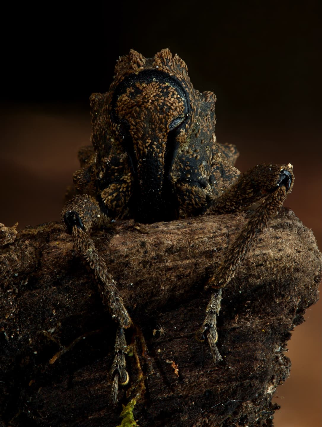 My Weevil Log Discovery 6