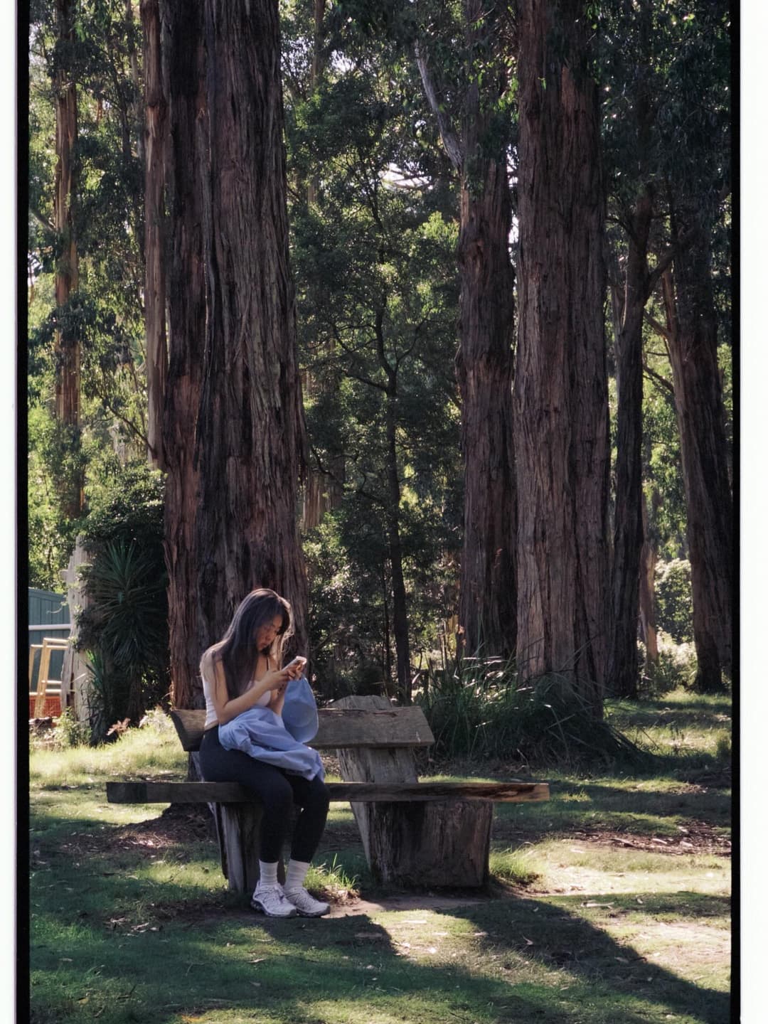 🌳🍃🪾🪵 2