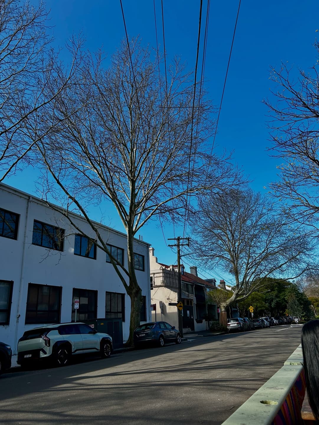 Winter trees, Spring skies