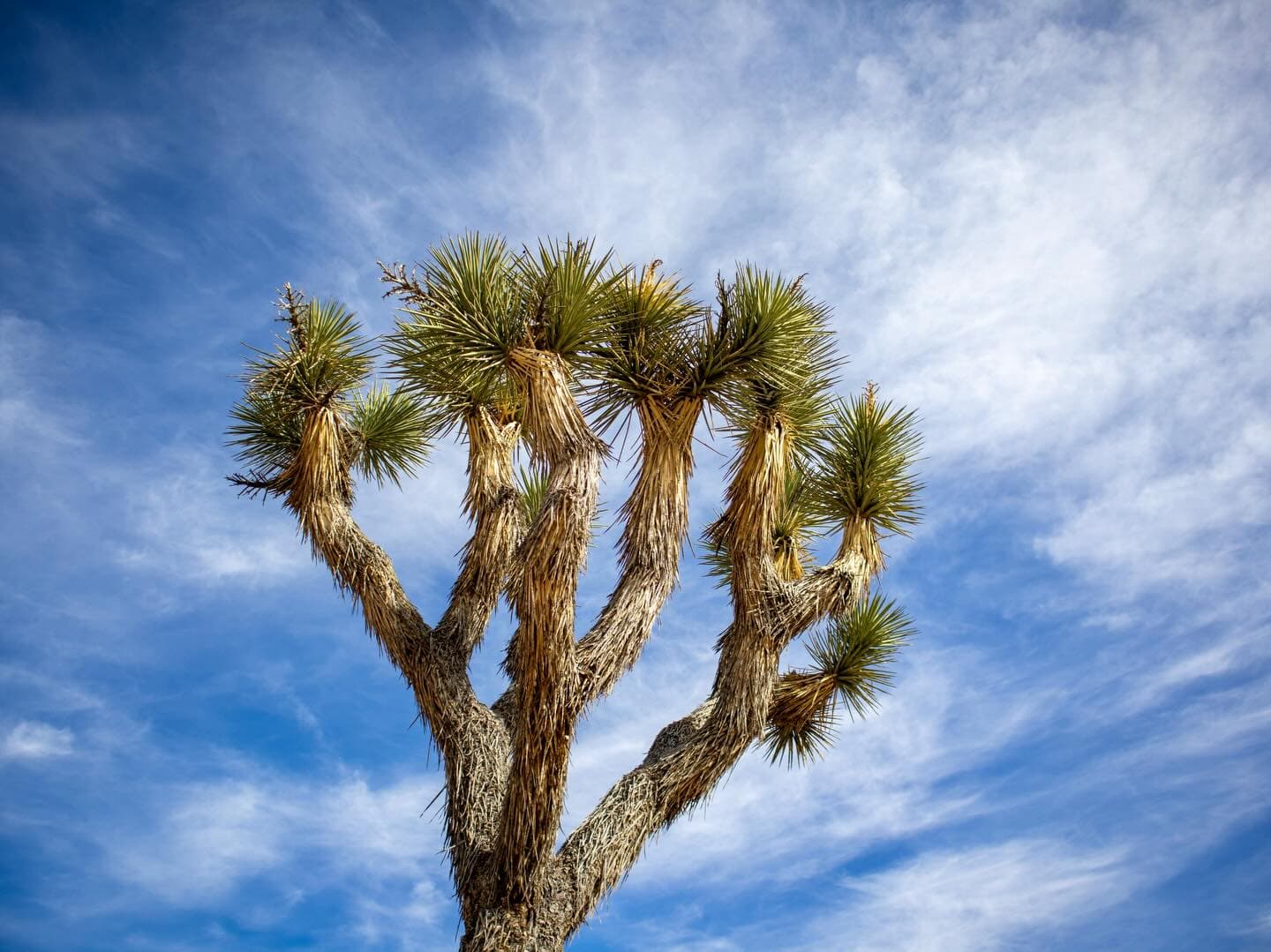 Joshua Tree Salomons Sighting Map 4