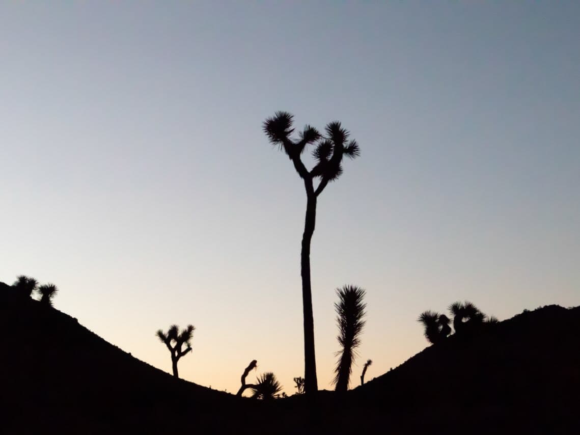 Joshua Tree Salomons Sighting Map 6