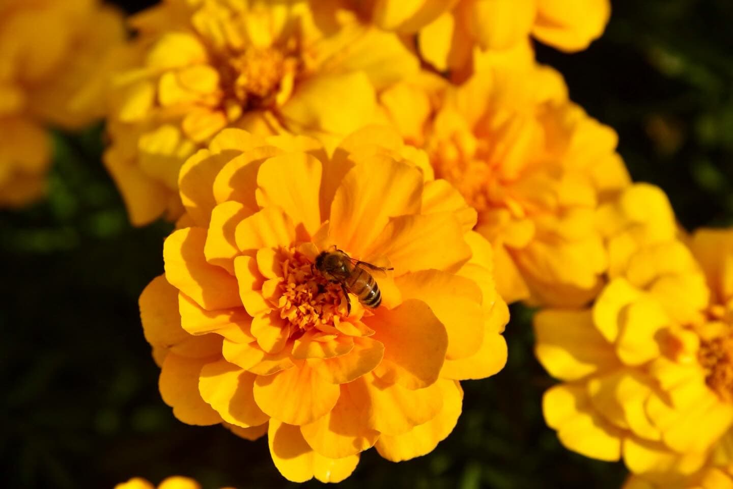 🐝 🌼 2